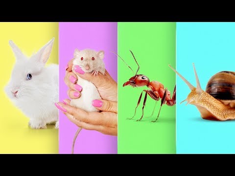 How to Make a Mini Animal Farm at Home