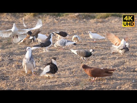 TV for cats to watch | Beautiful colorful cooing Birds in the field ( 8 hour 4k UHD)