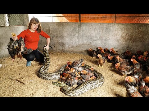 90 Days PYTHON Attack Chicken Farm - Harvest Duck &amp; Kohlrabi Goes to Market Sell | Free New Life