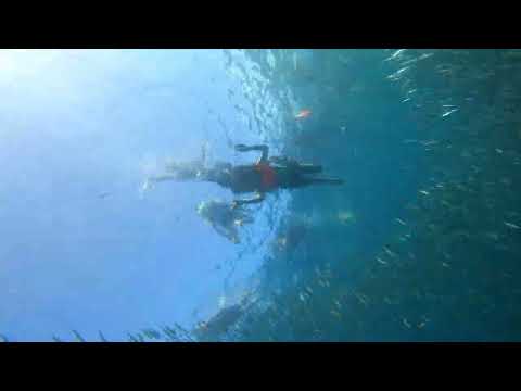 Rica's Sardines Dive