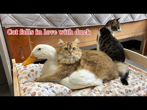 The duck insisted on sleeping with the cat, and the cat hugged the duck tightly. So funny and cute