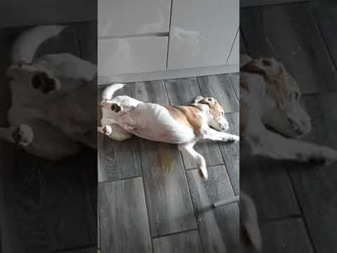 Beagle Seizure 1 (Ralph)