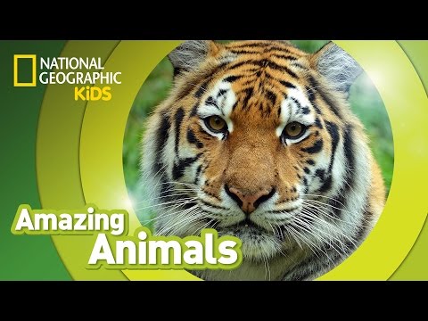 Tiger ? | Amazing Animals