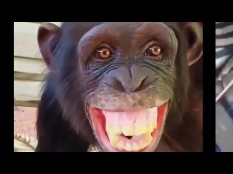 This monkey comedy videos 😅 hasne Wala bandar || monkey in funny 