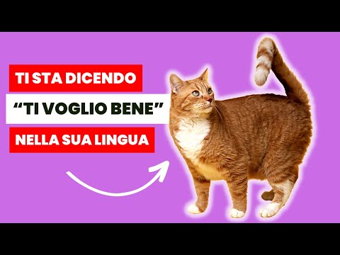 12 VOLTE in cui il TUO Gatto ti dice TI VOGLIO BENE in modo Speciale