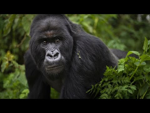 Rwanda : les gorilles des montagnes, une r&eacute;ussite de conservation