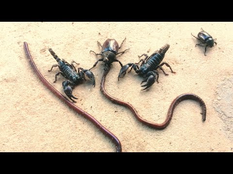 King Scorpion discoverd By World Expert Hidden Animals Captured