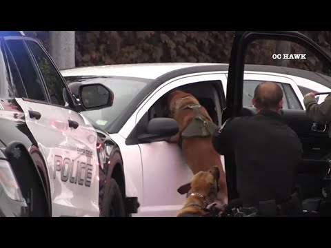 K-9 helps Anaheim police officers take carjacking suspect into custody