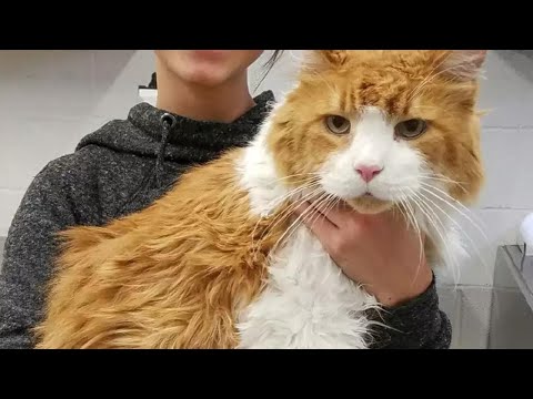 A Massive Cat Abandoned at the Shelter Gets Adopted Within Hours