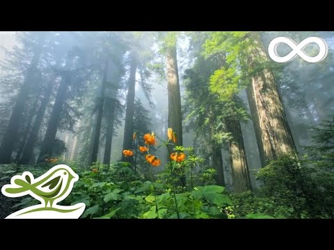 10 Hours of Relaxing Music - Calm Piano &amp; Guitar, Sleep Music, Study Music