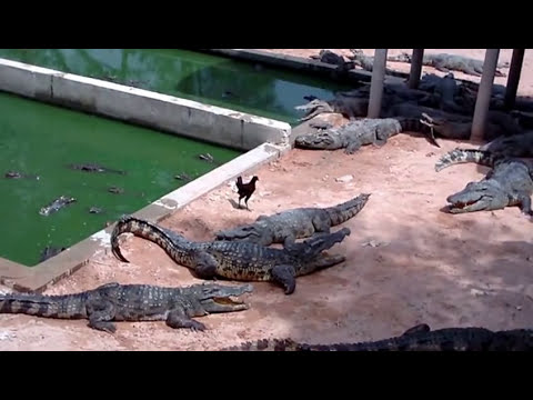 Crocodile ate chicken instant attack. Dinosaur clash jaws closed like a shot