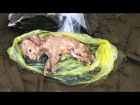 Pets Rescue | A Poor Puppy, Sick, Was Thrown Into A Ditch In The Sunlight By His Master - Goodbye