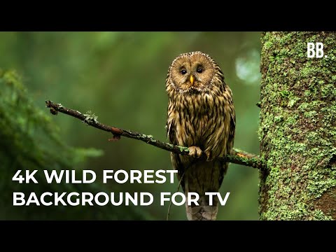 4K Forest &amp; Wild Sounds | 4K Forest Relaxation Film | Forest Wildlife Animals ScreenSaver