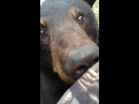 Bear &amp; Man... Face to Face!  {ORIGINAL VIDEO}