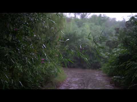 The sound of rain on the mountain trail, a sound suitable for sleeping | Relaxing | Deep sleep