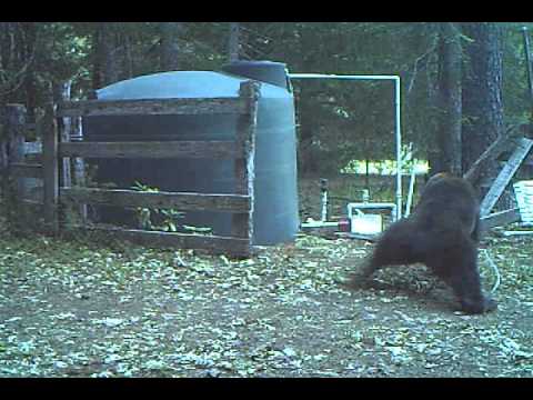 INSTANT KARMA bear gets hit in the nuts for messing with my water tank