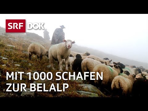 Die Schaftreiber vom Wallis | Kopf und Kragen f&amp;uuml;r 1000 Schafe | Doku | SRF Dok