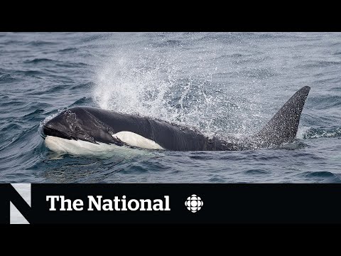 'Prolific' orca matriarch presumed dead