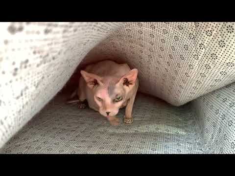 Pregnant sphynx cat - I can feel the kittens moving