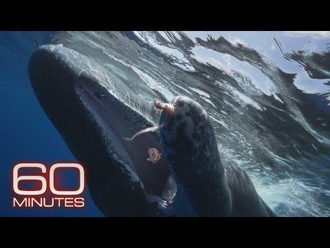 Sperm Whales of Dominica; Monkey Island; Sloths | 60 Minutes Full Episodes