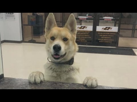 Just Visiting - Runaway Dog Drops By Police Station