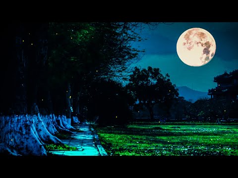 [ASMR Night Ambient Sounds] Crickets, Night Swamp Sounds Sleep and White Noise Stream