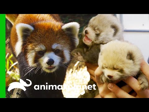 Red Panda Gives Birth To Adorable Cubs | The Zoo