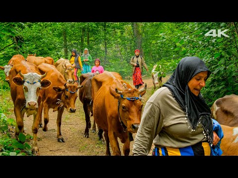 Zorlu Migration in the North - 3000 Altitude Plateau &quot;Tahpur&quot; | Documentary