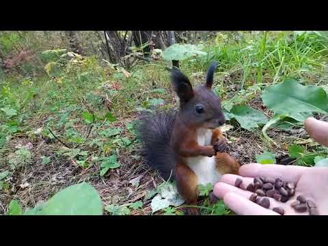 Белочка сломалась/Squirrel broke/リスが壊れた/Wiewi&oacute;rka się zepsuła.