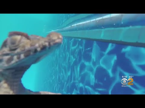 Baby Alligator Found In Long Island Family's Swimming Pool