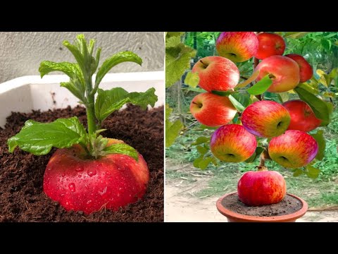 How to propagate apples from watermelon fruit Get fruit fast, almost unbelievable