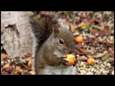 Drunken Squirrel