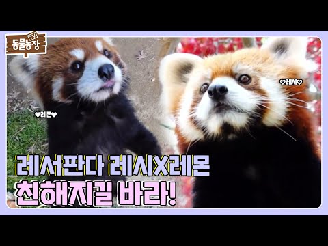 [SUB] 얼굴은 세상 귀요미인데... 달라도 너무 다른 레서판다 레시X레몬 모음집🧡 