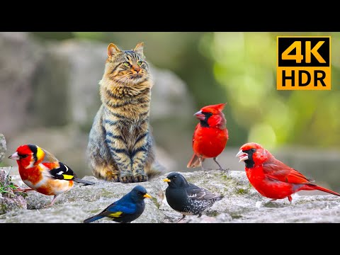 Cat TV for Cats to Watch 😺 Pretty Birds and Squirrels In The Forest😺12 Hours 4K HDR