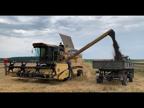 Żniwa 2021 | Kosimy Rzepak | New Holland TX 34