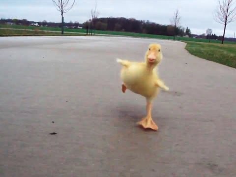 Duck Run