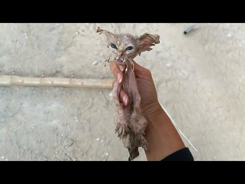 The Miraculous Transformation of a Skinny Kitten Running to the Door Begging for Food