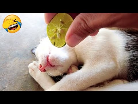 New Funny Cat and Dog Videos 😹🐶 Funniest Animals 🤣 Part 9