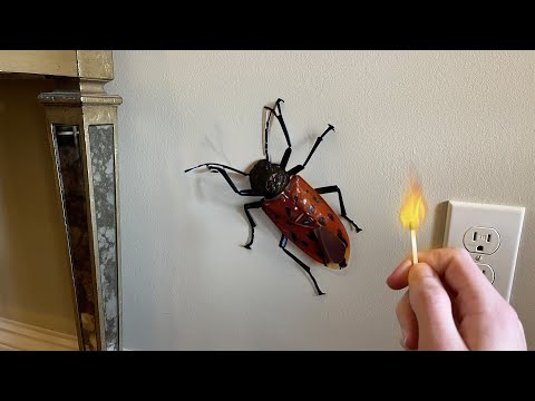 why did i light this BUG on FIRE...