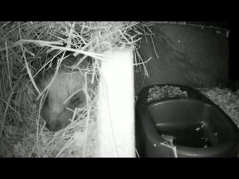 Hedgehogs in HD Live Stream - Norwich UK