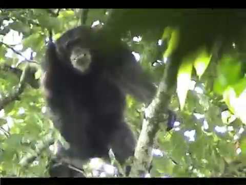 Bili apes: First contact with Gangu chimpanzees, April 2005