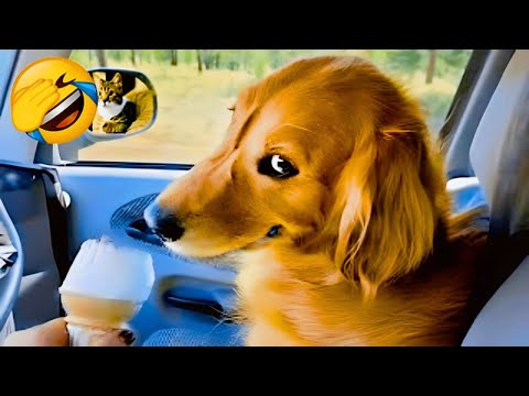 You Laugh You LOSE 😍 New Funniest Cats and Dogs 😹🐶 Part 10