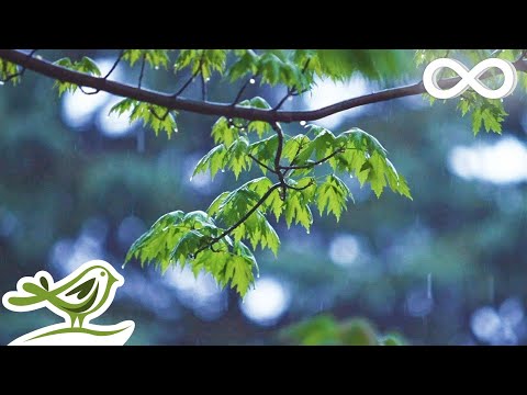 Relaxing Music &amp; Gentle Rain Sounds - Beautiful Piano Music for Relaxation &amp; Sleep