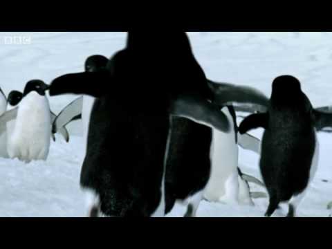 Flying Penguins - BBC