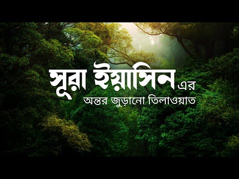 সূরা ইয়াসিন এর অন্তর জুড়ানো তিলাওয়াত । Heart Touching Recitation of Surah Yasin with Translation