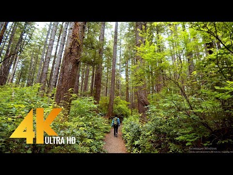 4K Walking Tour through Olympic National Park - 4K 10Bit Color