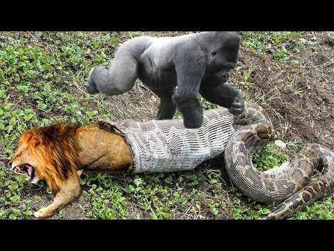 Lion Mistakes When Challenged Python &amp;ndash; Gorilla Save Deer From Anaconda Hunting, Buffalo vs Wild Dogs