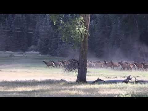 Dog chasing elk herd in Telluride, Colorado