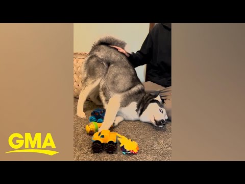 Husky hilariously tries to steal spotlight from little brother