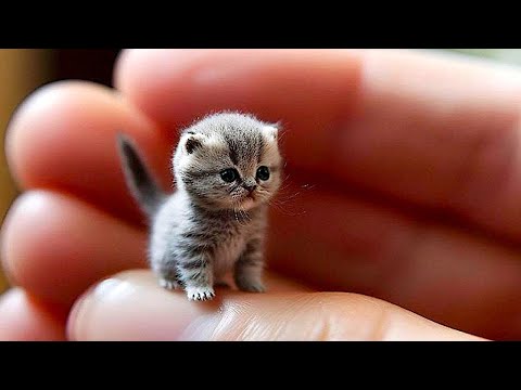 Funniest Animals 2023 🤣 Best Funny Cats and Dogs Videos 😸🐶 Part 11